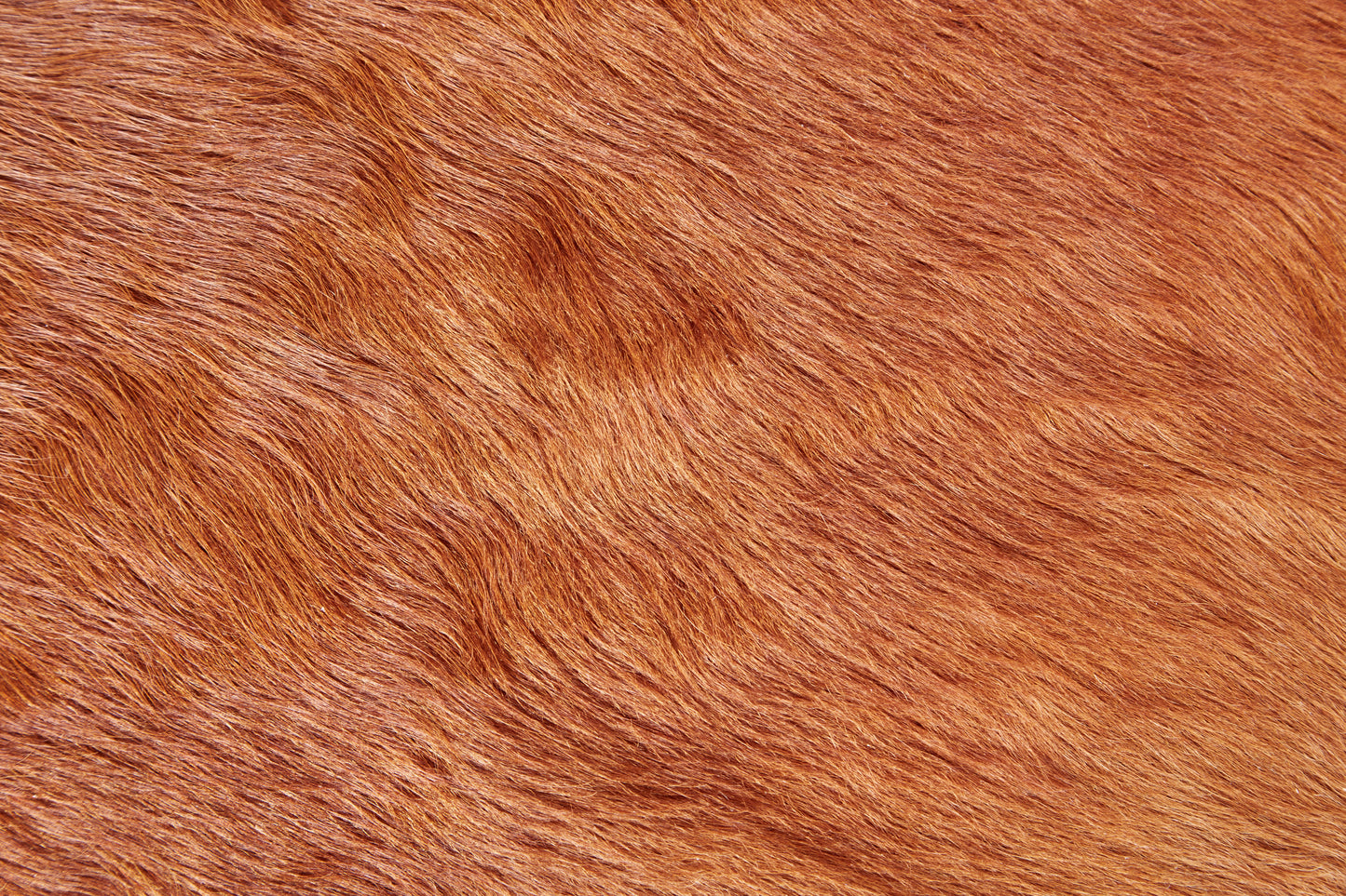 Bartlett Transitional/Cabin & Lodge/Rustic Animal Print Brown - Feizy Rug